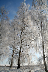 Image showing winter in denmark