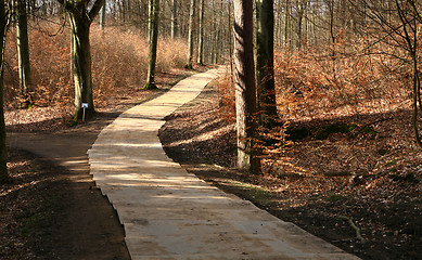 Image showing colorul forest