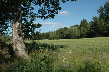 Image showing cornfield and tree