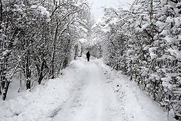 Image showing nature landscape