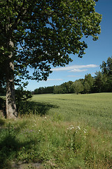 Image showing cornfield and tree