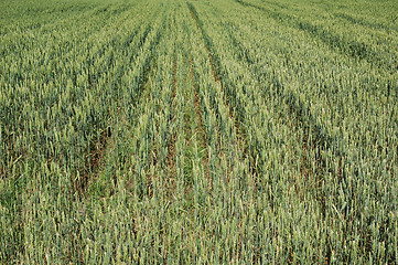 Image showing cornfield