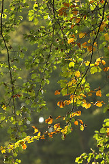 Image showing  leaves