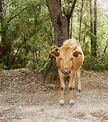 Image showing Cow in Corsica