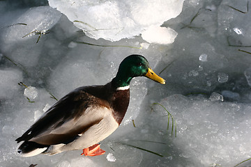 Image showing duck