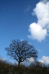 Image showing lonely tree