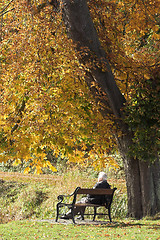 Image showing autumn bench