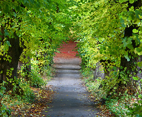 Image showing Trees and forest in Denmark