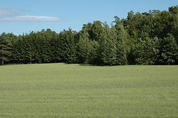 Image showing cornfield