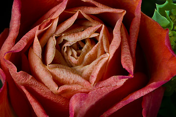 Image showing Rose