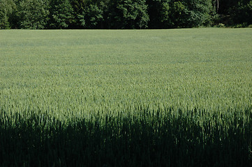 Image showing cornfield