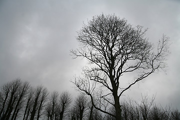 Image showing branches