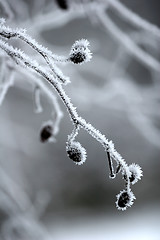 Image showing snowy winter