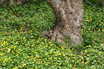 Image showing yellow flower