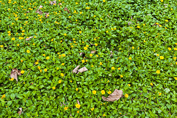 Image showing Green grasses background with yellow flowers