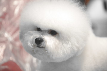 Image showing Bichon Frise