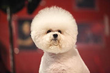 Image showing Bichon Frise