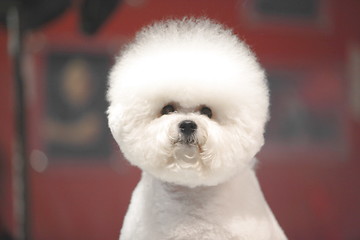 Image showing Bichon Frise