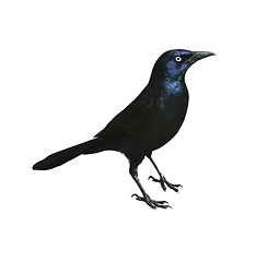 Image showing Blackbird