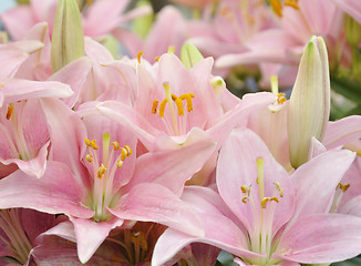 Image showing  Pink Lilies 