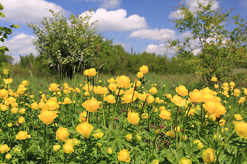 Image showing Globeflower