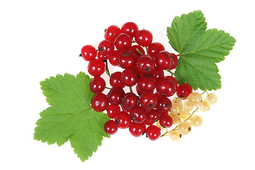 Image showing Currant fruit