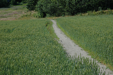 Image showing cornfield and path