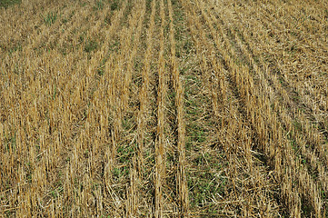 Image showing cornfield