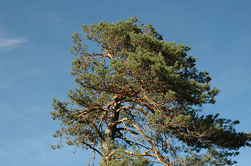 Image showing pine tree