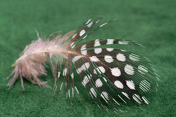 Image showing Feather