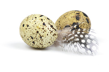 Image showing Eggs