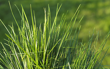 Image showing Grass