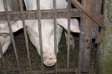 Image showing Pig in Stable