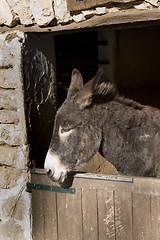 Image showing Donkey in Stable