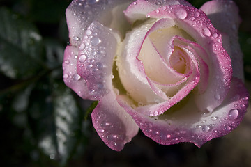 Image showing Pink Rose With Morning Dew