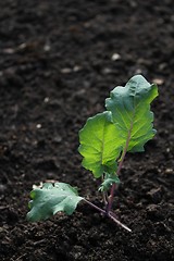 Image showing fresh kohlrabi plant