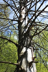 Image showing death tree