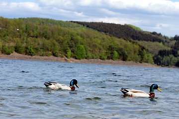 Image showing lake ducks