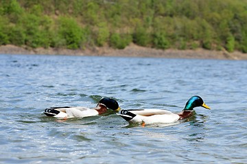 Image showing lake ducks