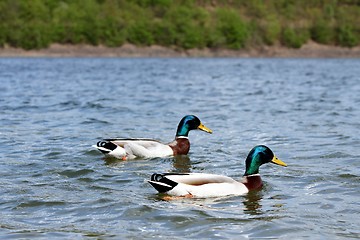 Image showing lake ducks