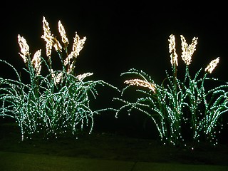 Image showing Pampas Grass