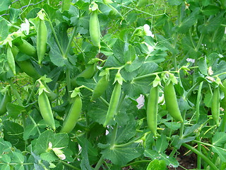 Image showing Organic Peas