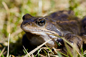 Image showing Frog eye macro closeup of wet amphibian animal 