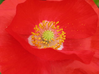 Image showing Poppy