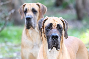 Image showing great dane