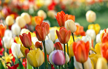 Image showing colorful tulips 