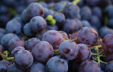 Image showing Purple Grapes