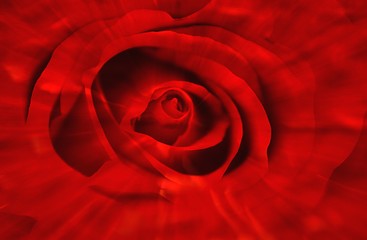 Image showing Radiant Rose
