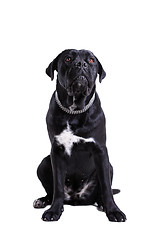 Image showing Cane Corso purebred dog