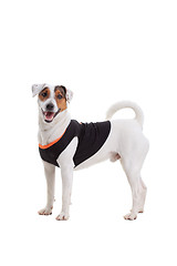 Image showing Jack Russel Terrier dog portrait